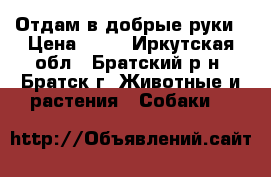 Отдам в добрые руки › Цена ­ 10 - Иркутская обл., Братский р-н, Братск г. Животные и растения » Собаки   